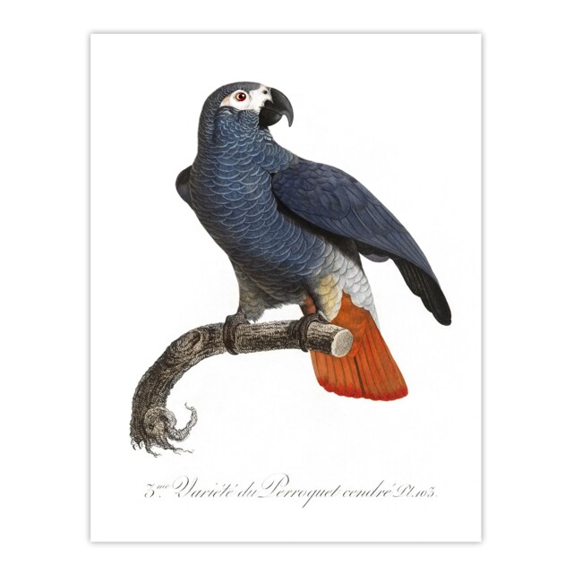 "The Grey Parrot Illustration Levaillant Huge Wall Art Poster Print 24X32"""