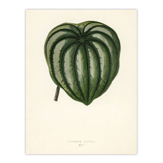 Vintage Botanical Pepper Elder Leaf Fawcett Wall Art Poster Print