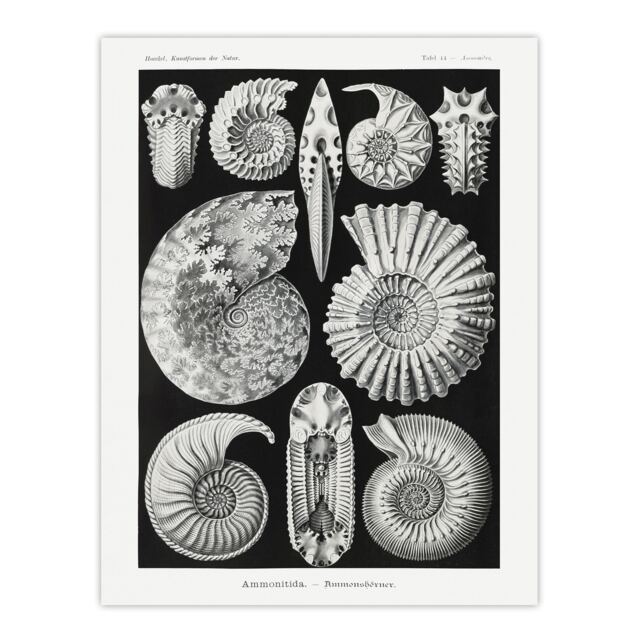 "Ammonite Fossil Cephalopods Haeckel Botanical Wall Art Poster Print 12X16"""