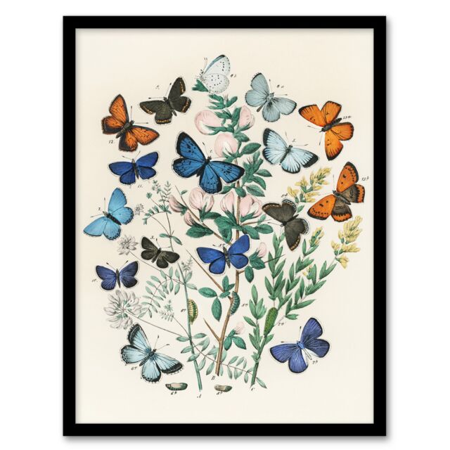 "Blue and Orange Butterflies Kirby Vintage Framed Wall Art Print 12X16"""