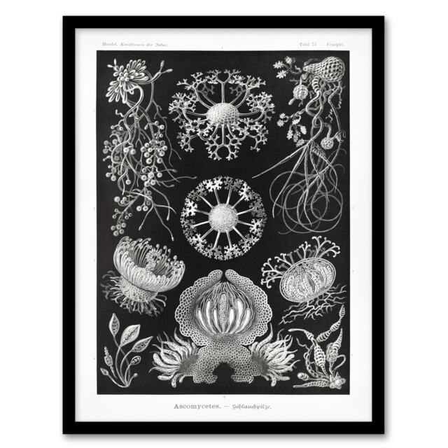 "Ascomycetes Fungi Species Vintage Haeckel Framed Wall Art Print 12X16"""