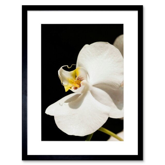 "White Orchid Flower Bloom Home Decor 12x16"" Framed Wall Art Print"