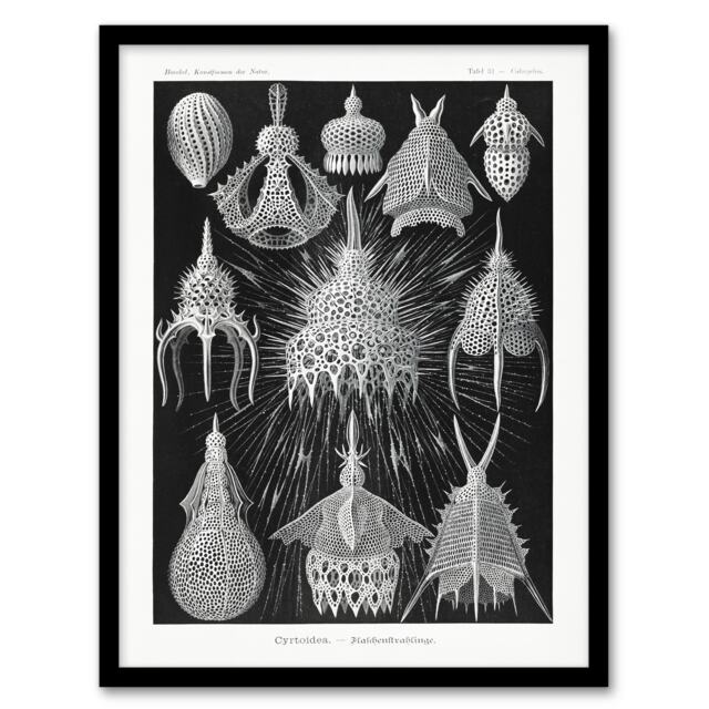 "Marine Microorganisms Haeckel Botanical Framed Wall Art Print 12X16"""