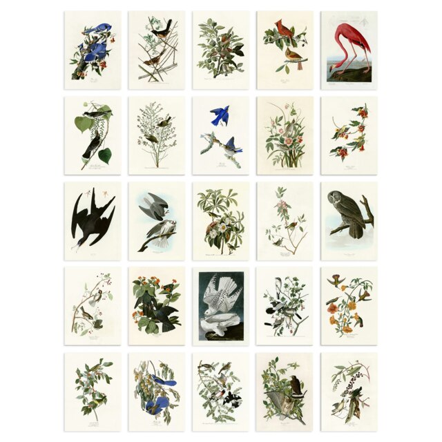 John Audubon Birds of America Illustrations A6 Art Set of 50 Unframed Prints Multi
