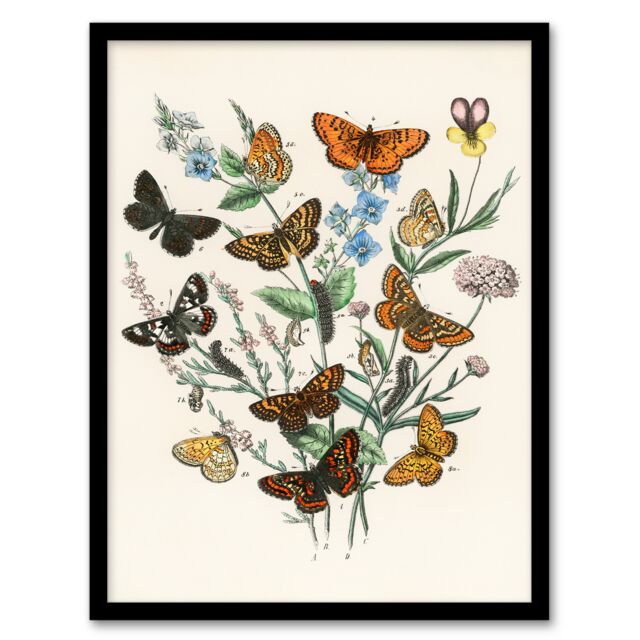 William Forsell Kirby Framed Wall Art Butterflies and Caterpillars Home Décor