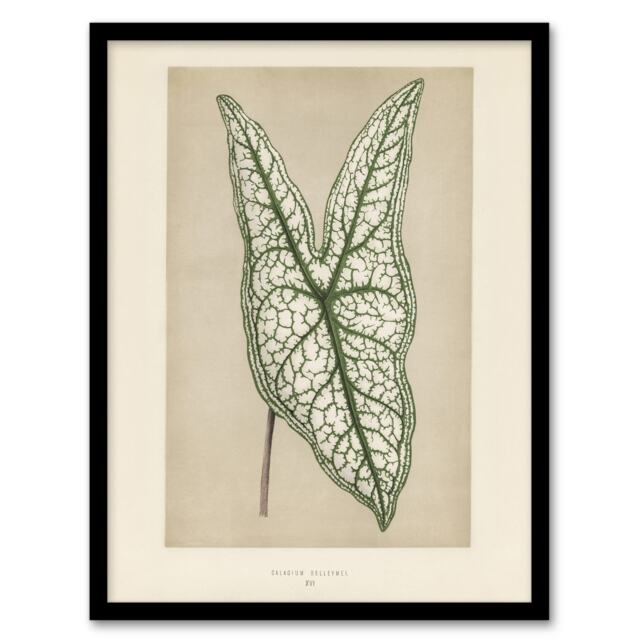 "Vintage Botanical Caladium Belleymel Leaf Fawcett Framed Wall Art Print 12X16"""