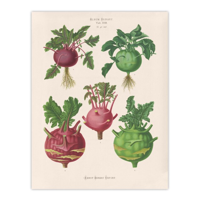 Kohlrabi Turnip Cabbage Ernst Benary Huge Wall Art Print 18X24 In