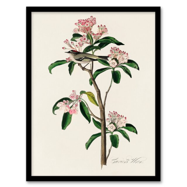 Audubon Framed Wall Art Cuviers Kinglet Bird and Mountain Laurel Home Décor