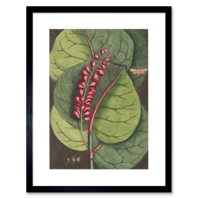 "Flower Coccoloba Uvifera Sea Grape 9x7"" Black Framed Wall Art Print"