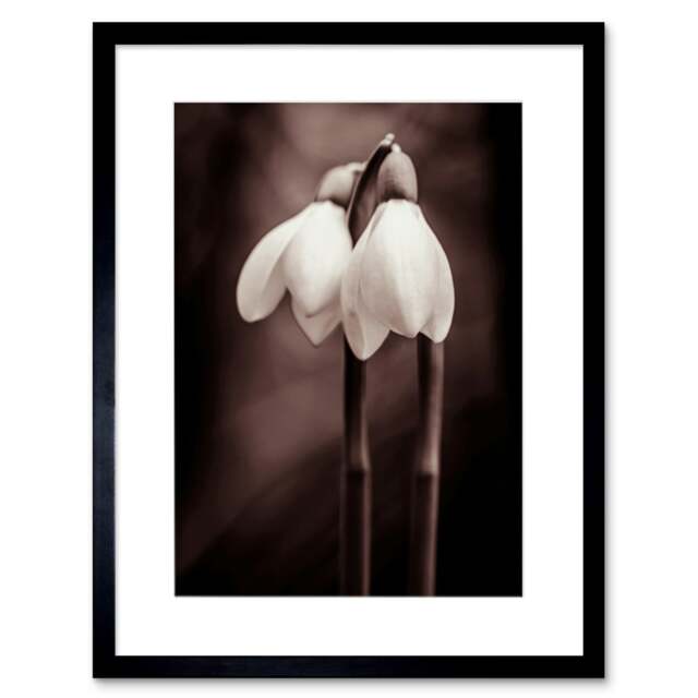 "Two Snowdrops Black White Flower Photo 9x7"" Black Framed Wall Art Print"