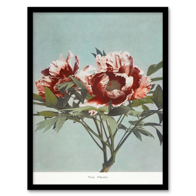 Ogawa Kazumasa Framed Wall Art Print Tree Peonies Pink Flower Blooms Home Décor
