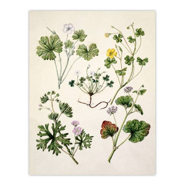 Vintage New Zealand Wildflower Artwork Featon Huge Wall Art Print 18X24 In