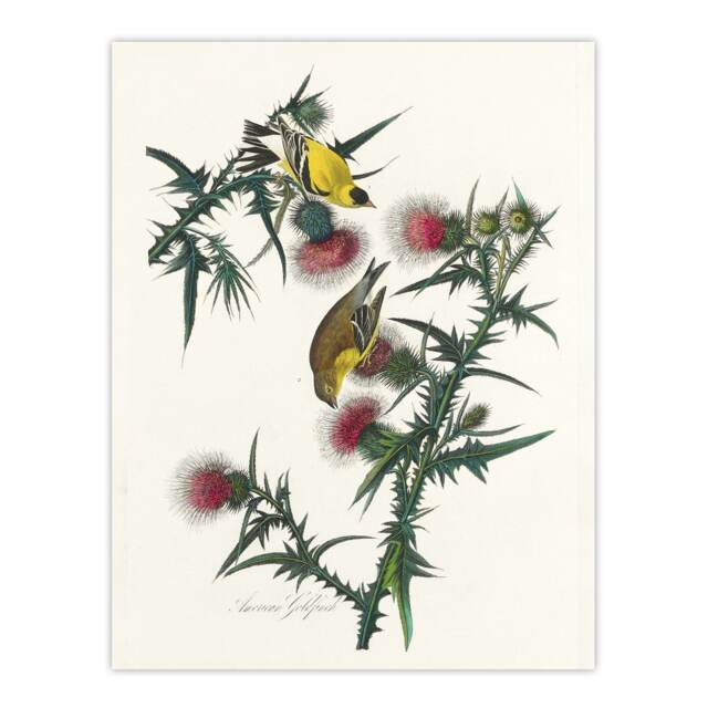 American Goldfinch and Thistle Audubon Nature Huge Wall Art Print 18X24 In