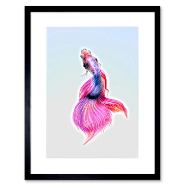 "Pink Orchid Betta Siamese Fighting Fish Bathroom 9x7"" Black Framed Wall Art Print"