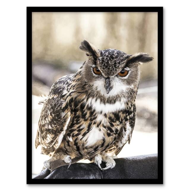 "Owl perched on a rock Carol M Highsmith Framed Wall Art Print 12X16"""