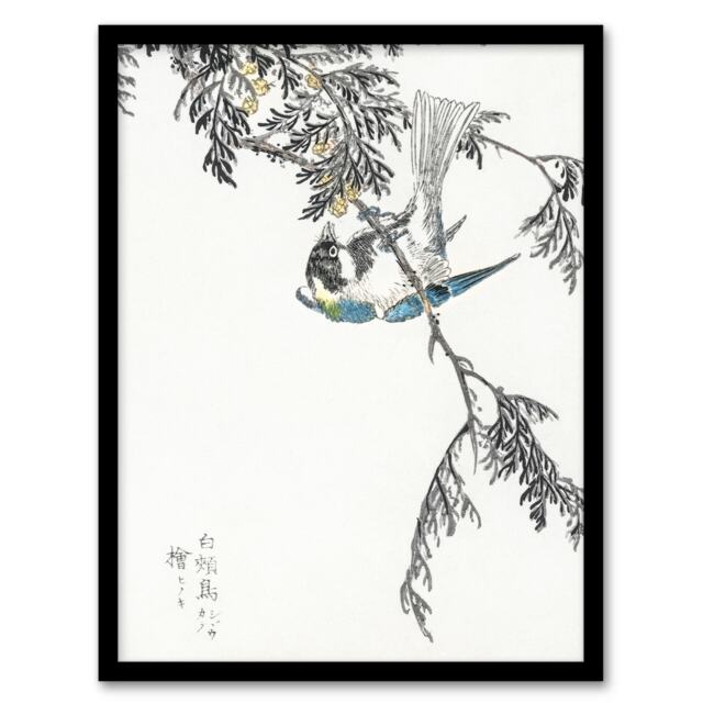 "Great Tit and Cypress Japanese Japanese Framed Wall Art Print Kashu 12x16"""