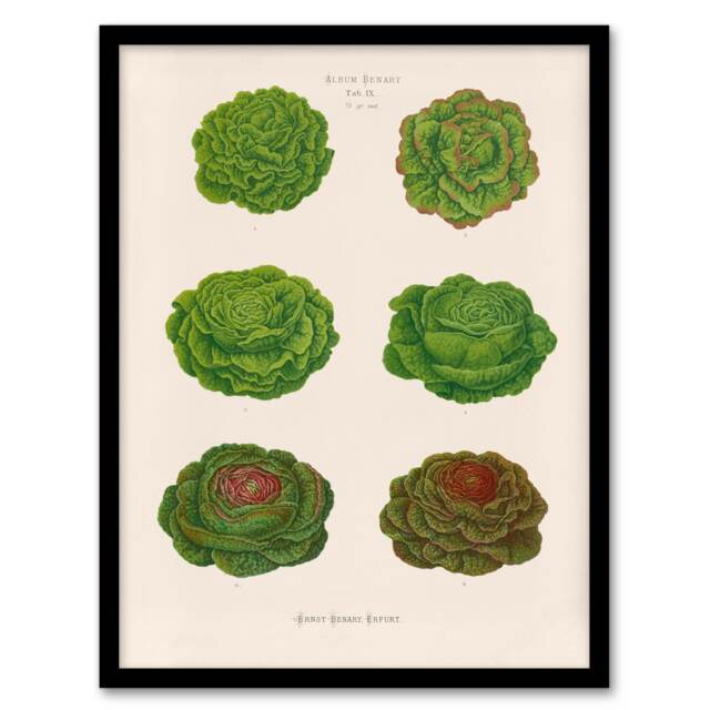 Ernst Benary Lettuce and Cabbage Varieties Framed Wall Art Picture Print A4