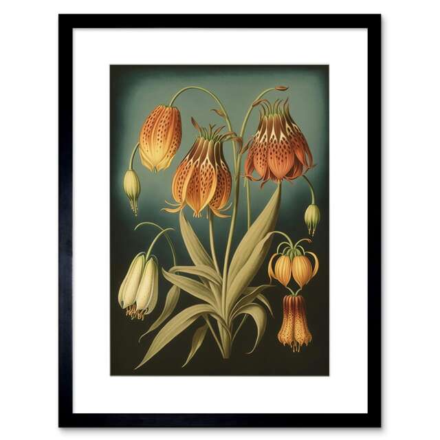 "Fantasy Fritillaria Flower Plant Haeckel Plant Study 9x7"" Black Framed Wall Art Print"