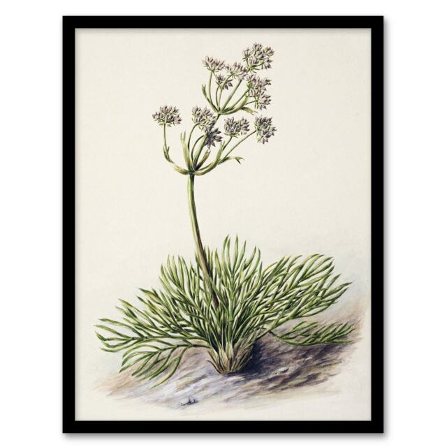 "New Zealand Wild Spaniard Flower Featon Framed Wall Art Print 12X16"""