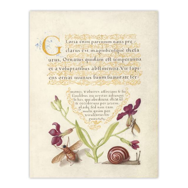 "Gillyflower Fly Mayfly and Snail Calligraphy Huge Wall Art Poster Print 24X32"""