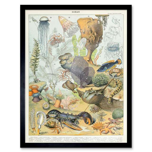 "Millot Encyclopedia Page Ocean Animals 12x16"" Framed Wall Art Print"