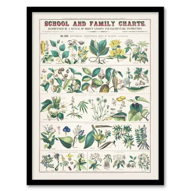 Willson and Calkins Vintage Botanical Chart No XXII Framed Wall Art Print A3