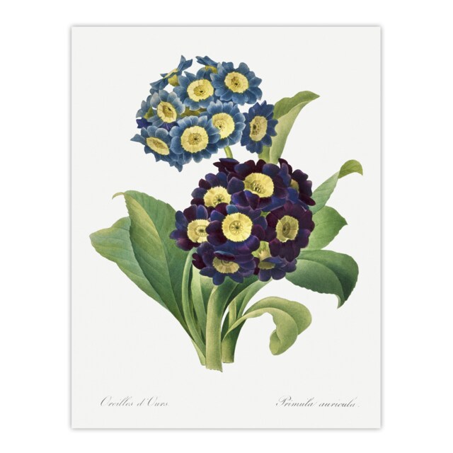 "Floral Primula Auricula Redoute Vintage Huge Wall Art Poster Print 24X32"""