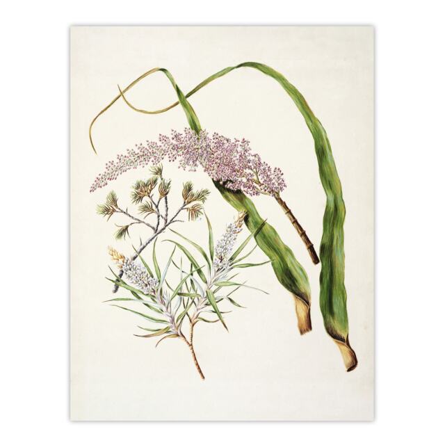 Totorowhiti Turpentine Scrub Flowers Featon Huge Wall Art Print 18X24 In