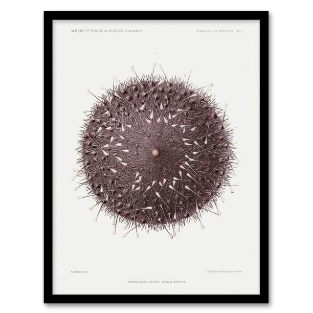 Vintage Marine Life Sea Urchin Detailed Illustration Framed Wall Art Print A3