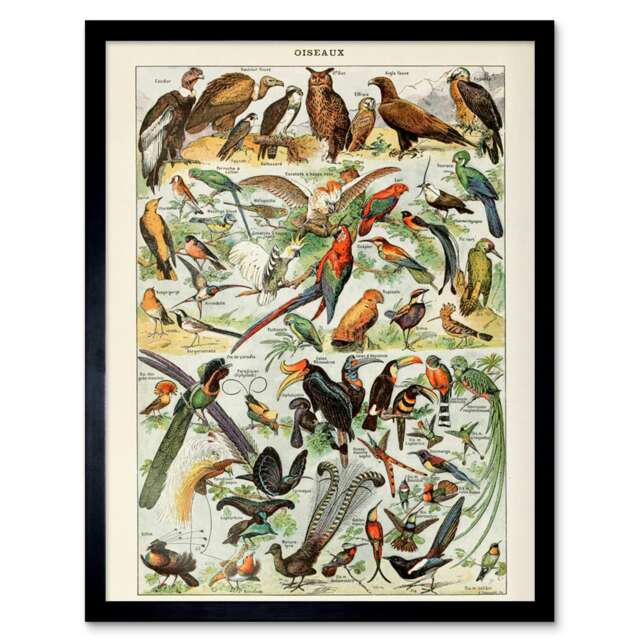 "Millot Encyclopedia Page Birds Owls Parrots 12x16"" Framed Wall Art Print"
