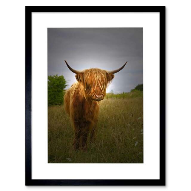 "Photo Farm Animal Highland Cow Calf Scotland 12x16"" Framed Wall Art Print"