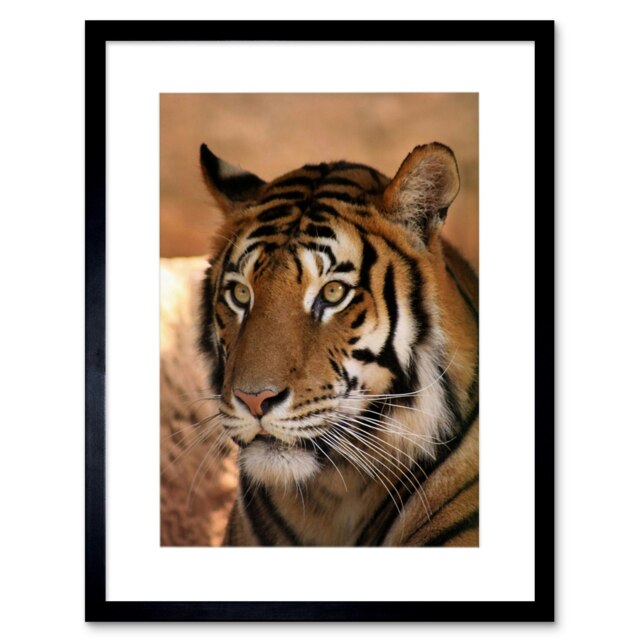 "Tiger India Nature Big Cat Home Decor 12x16"" Framed Wall Art Print"