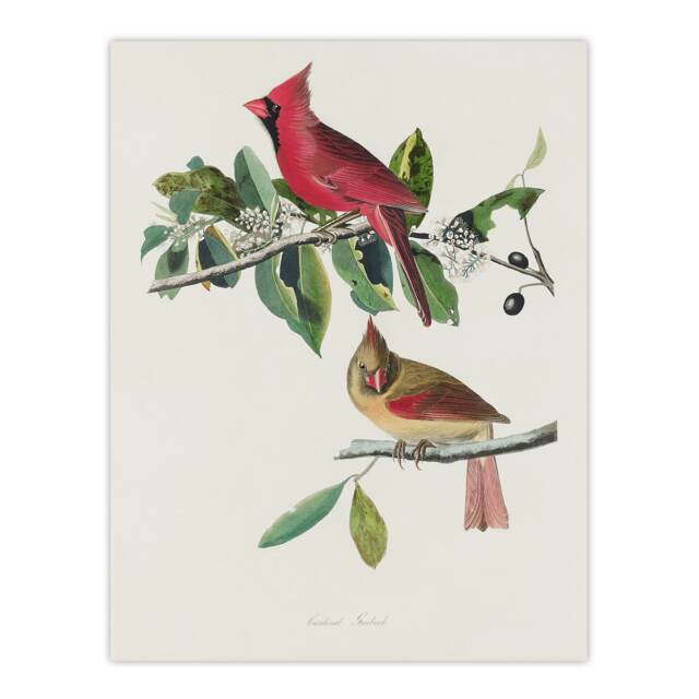 "Cardinal Grosbeak Bird Audubon Nature Wall Art Poster Print 12X16"""