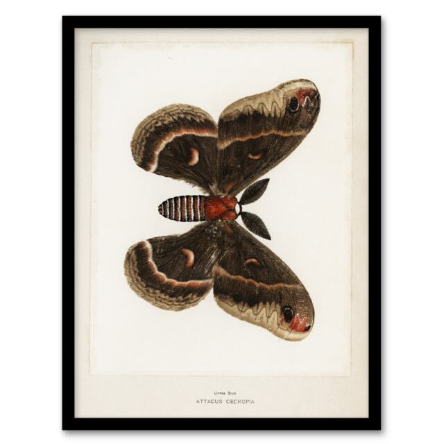 "Cecropia Moth Vintage Illustration Denton Framed Wall Art Print 12X16"""