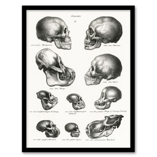 "Human Monkey and Ape Skulls Visser Vintage Framed Wall Art Print 12X16"""