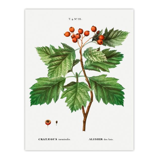 "Hawthorn Botanical Illustration Redoute Vintage Huge Wall Art Poster 24X32"""