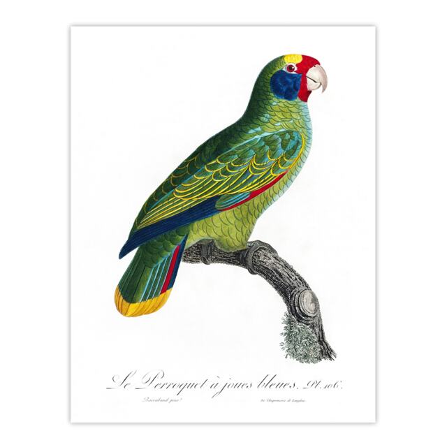 "Red And Blue Amazon Parrot Levaillant Huge Wall Art Poster Print 24X32"""