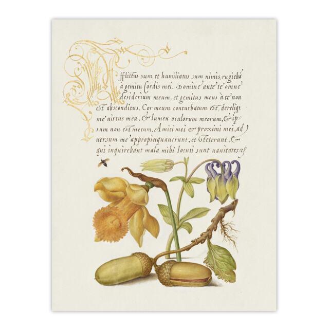 "Daffodil Flower and Oak Acorns Calligraphy Huge Wall Art Poster Print 24X32"""