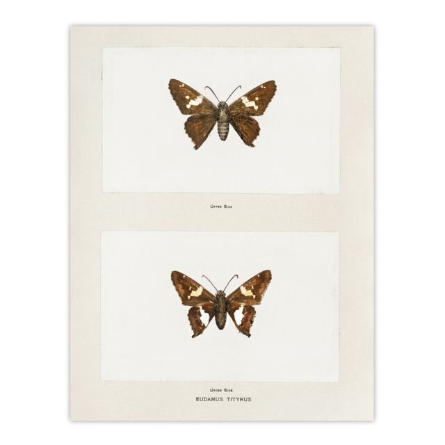 "Silver Spotted Skipper Butterfly Denton Wall Art Poster Print 12X16"""