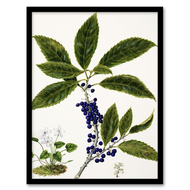 "New Zealand Mahoe Whiteywood Plant Featon Framed Wall Art Print 12X16"""