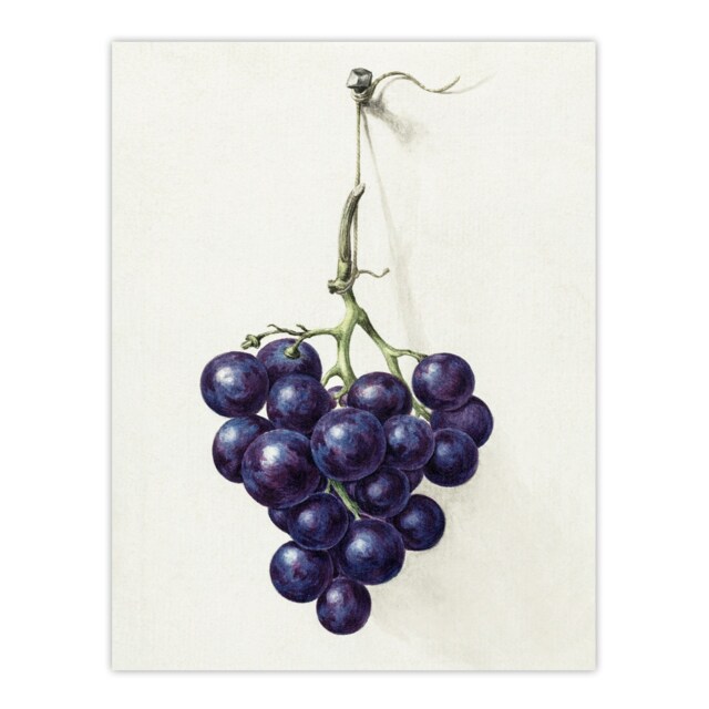 "Bunch of Blue Grapes Oil Jean Bernard Vintage Huge Wall Art Poster Print 24X32"""