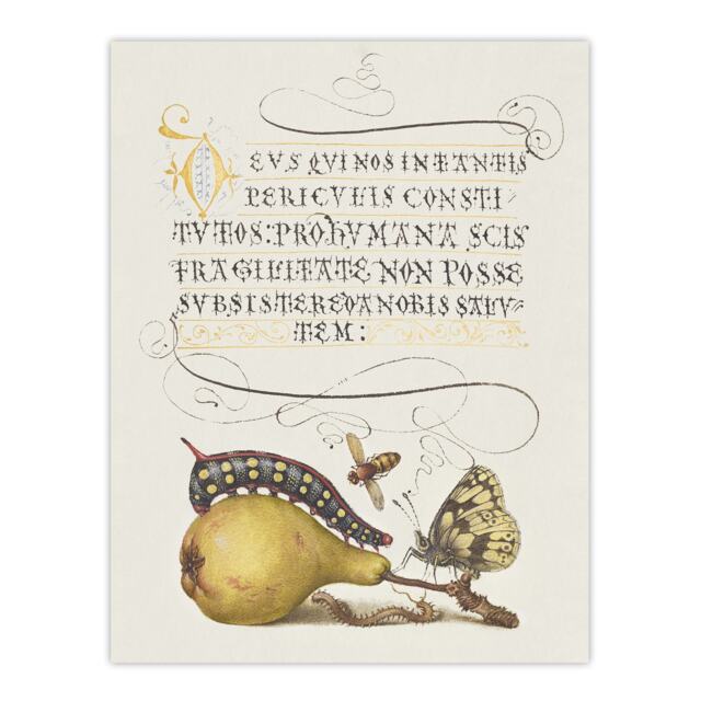 "Caterpillar Pear and Butterfly Calligraphy Wall Art Poster Print 12X16"""