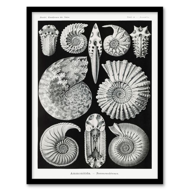 Ernst Haeckel Framed Wall Art Print Ammonite Fossil Cephalopods Home Décor