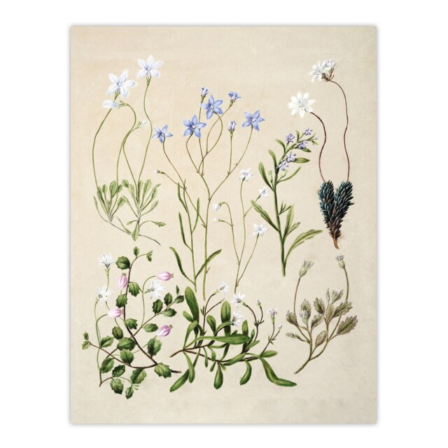 "New Zealand Perennial Wild Flowers Featon Huge Wall Art Poster Print 24X32"""