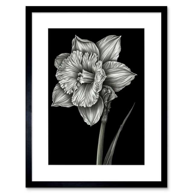 "Daffodil Flower Black White Pencil Drawing 9x7"" Black Framed Wall Art Print"