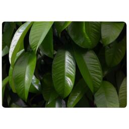 Closeup Of Beautiful Glossy Green Leaves Designer Rug Multi