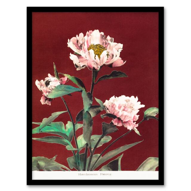 Ogawa Kazumasa Framed Wall Art Print Pink Herbaceous Peony Flower Home Décor