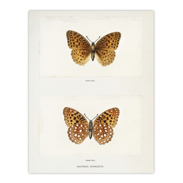 Aphrodite Fritillary Butterfly Denton Huge Wall Art Print 18X24 In