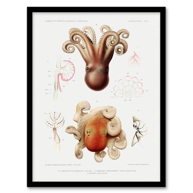 Vintage Marine Life Pygmy Octopus Study Illustration Framed Wall Art Print A4
