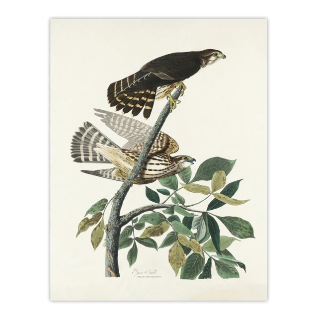 Birds of America Pigeon Hawk Audubon Nature Huge Wall Art Print 18X24 In